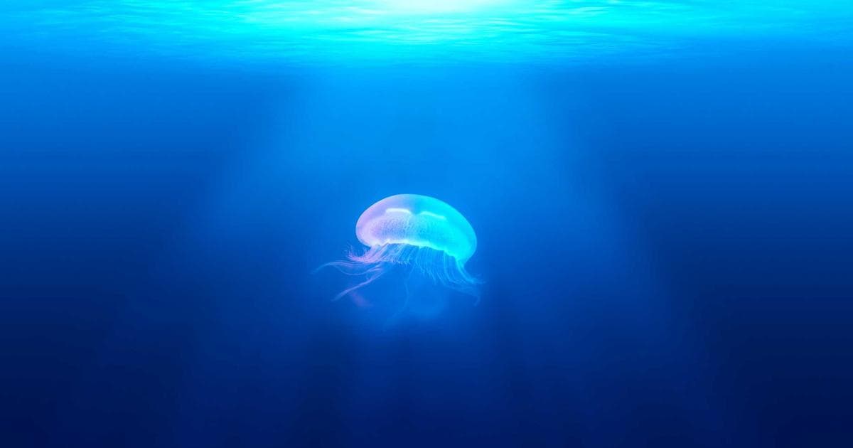 The Return of Slow Cinema in a Fast-Scroll World